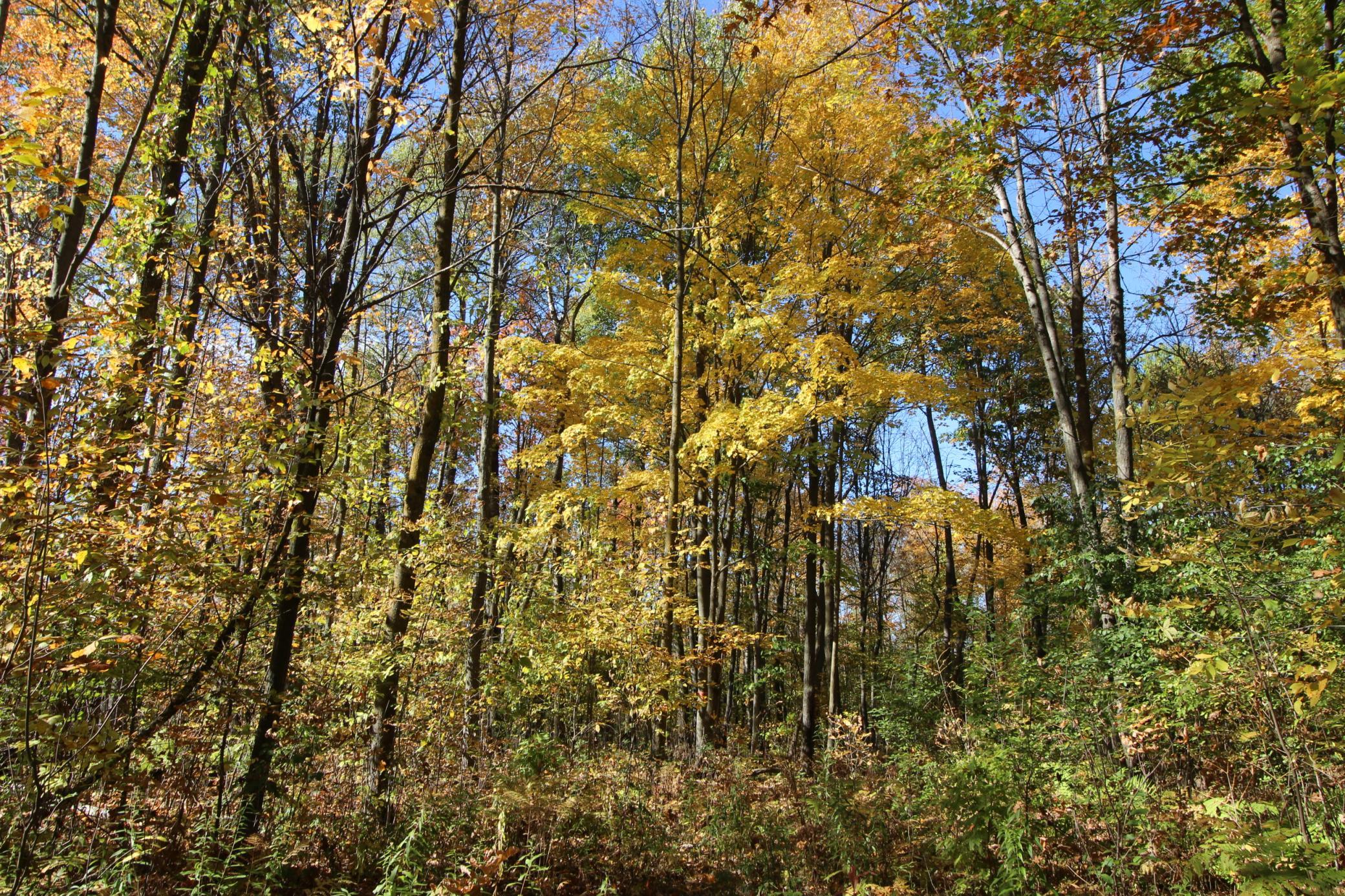View of Land at TBD 177th Street, Ogilvie MN 56358, Ogilvie (10 of 20) - Mike Wilen | Minnesota Team Real Estate