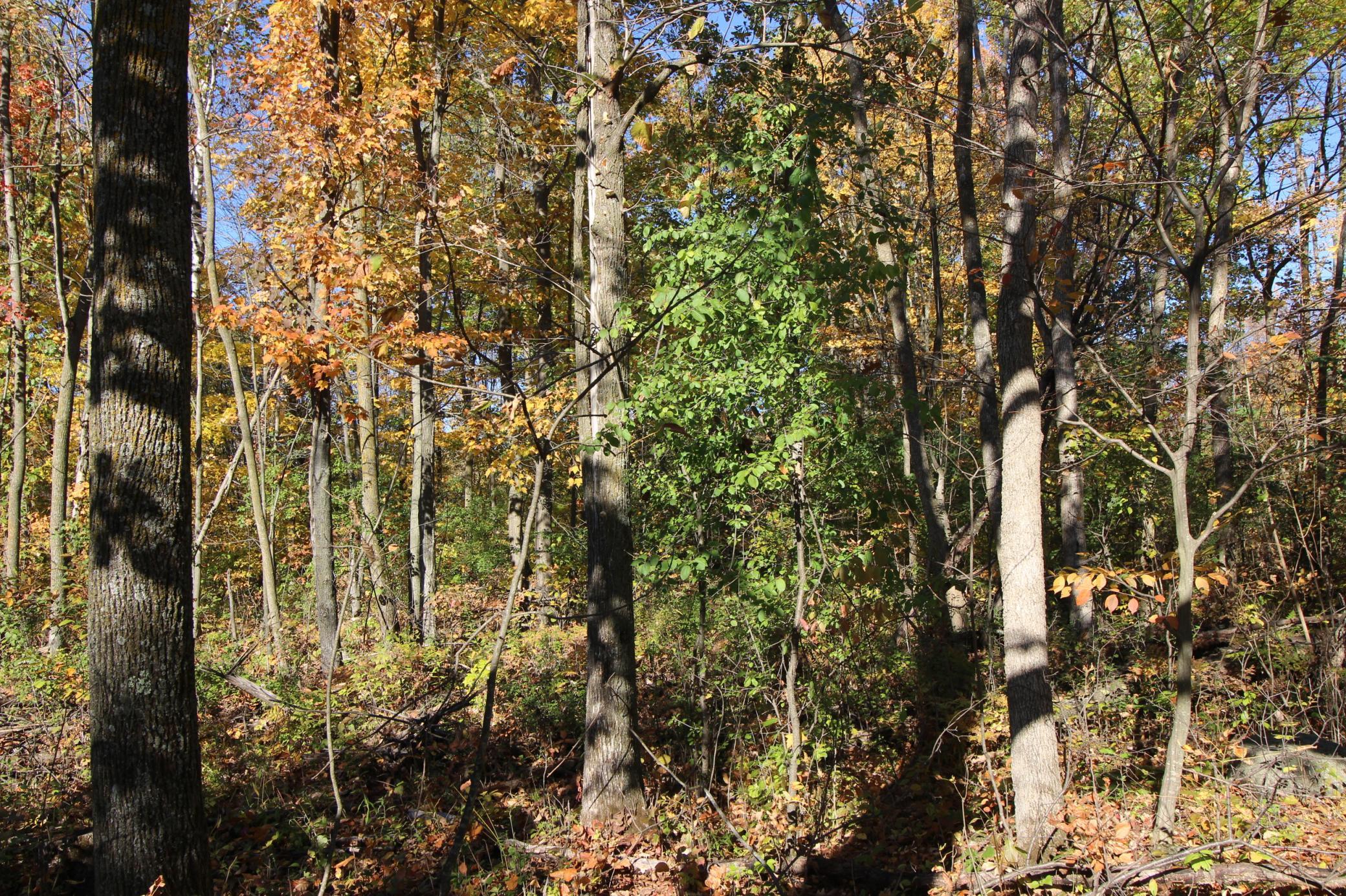 View of Land at TBD 177th Street, Ogilvie MN 56358, Ogilvie (9 of 20) - Mike Wilen | Minnesota Team Real Estate