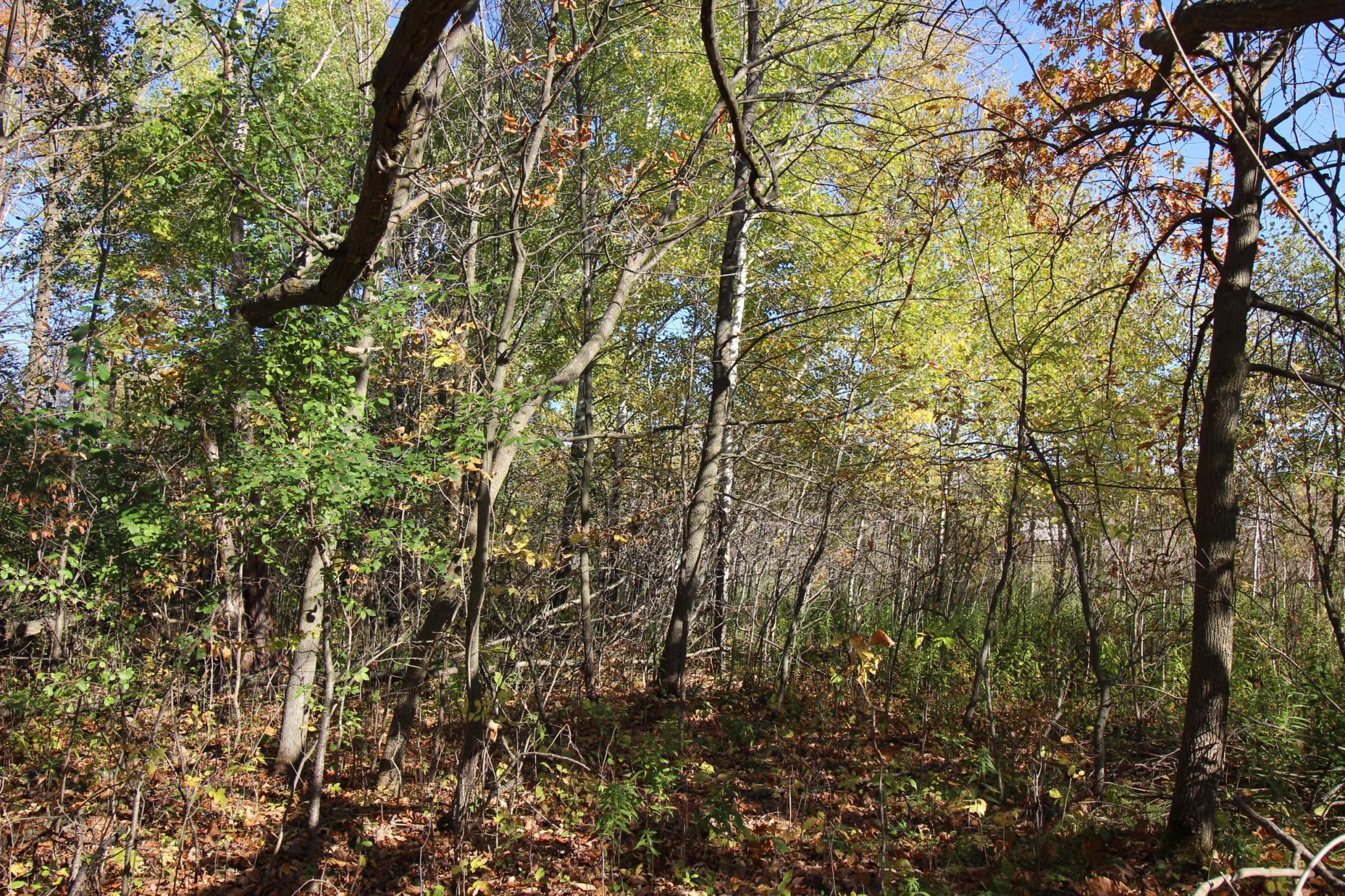 View of Land at TBD 177th Street, Ogilvie MN 56358, Ogilvie (8 of 20) - Mike Wilen | Minnesota Team Real Estate