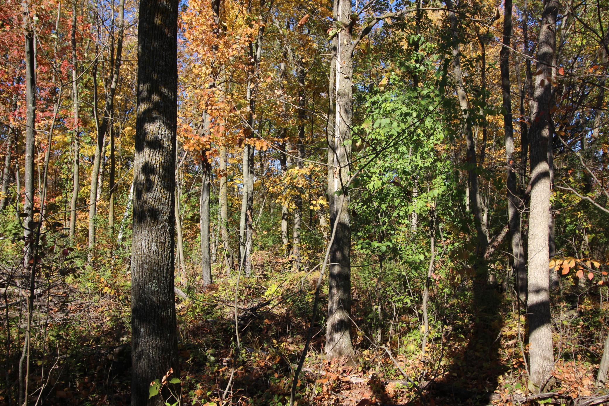 View of Land at TBD 177th Street, Ogilvie MN 56358, Ogilvie (7 of 20) - Mike Wilen | Minnesota Team Real Estate