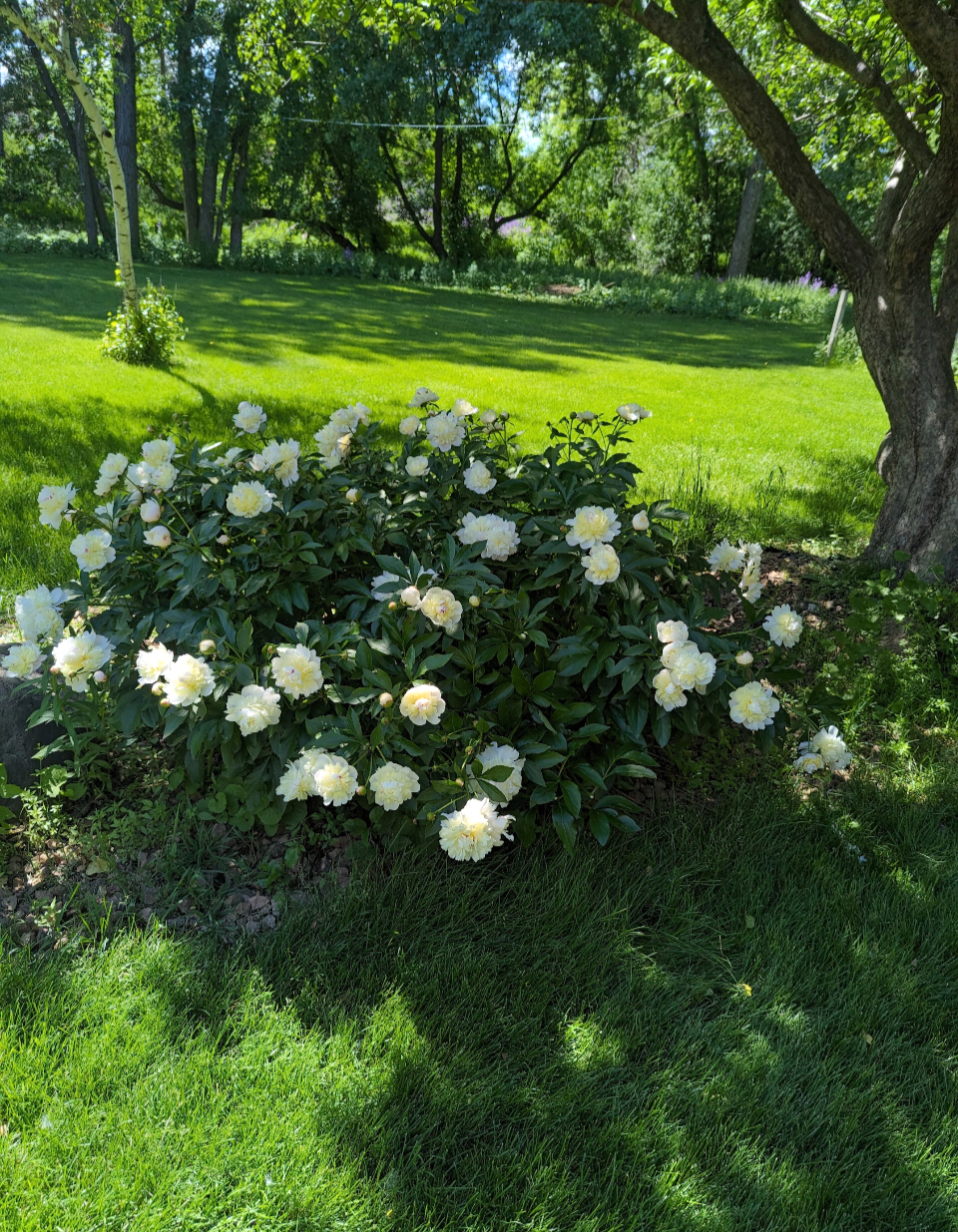 View of Residential at 1712 89th Avenue, Brooklyn Park MN 55444, Brooklyn Park (31 of 48) - Mike Wilen | Minnesota Team Real Estate