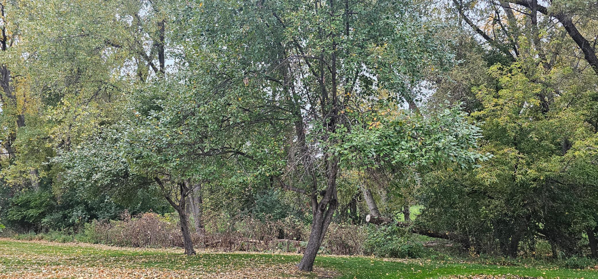 View of Residential at 2677 Brookdale Lane #2677, Brooklyn Park MN 55444, Brooklyn Park (25 of 30) - Mike Wilen | Minnesota Team Real Estate