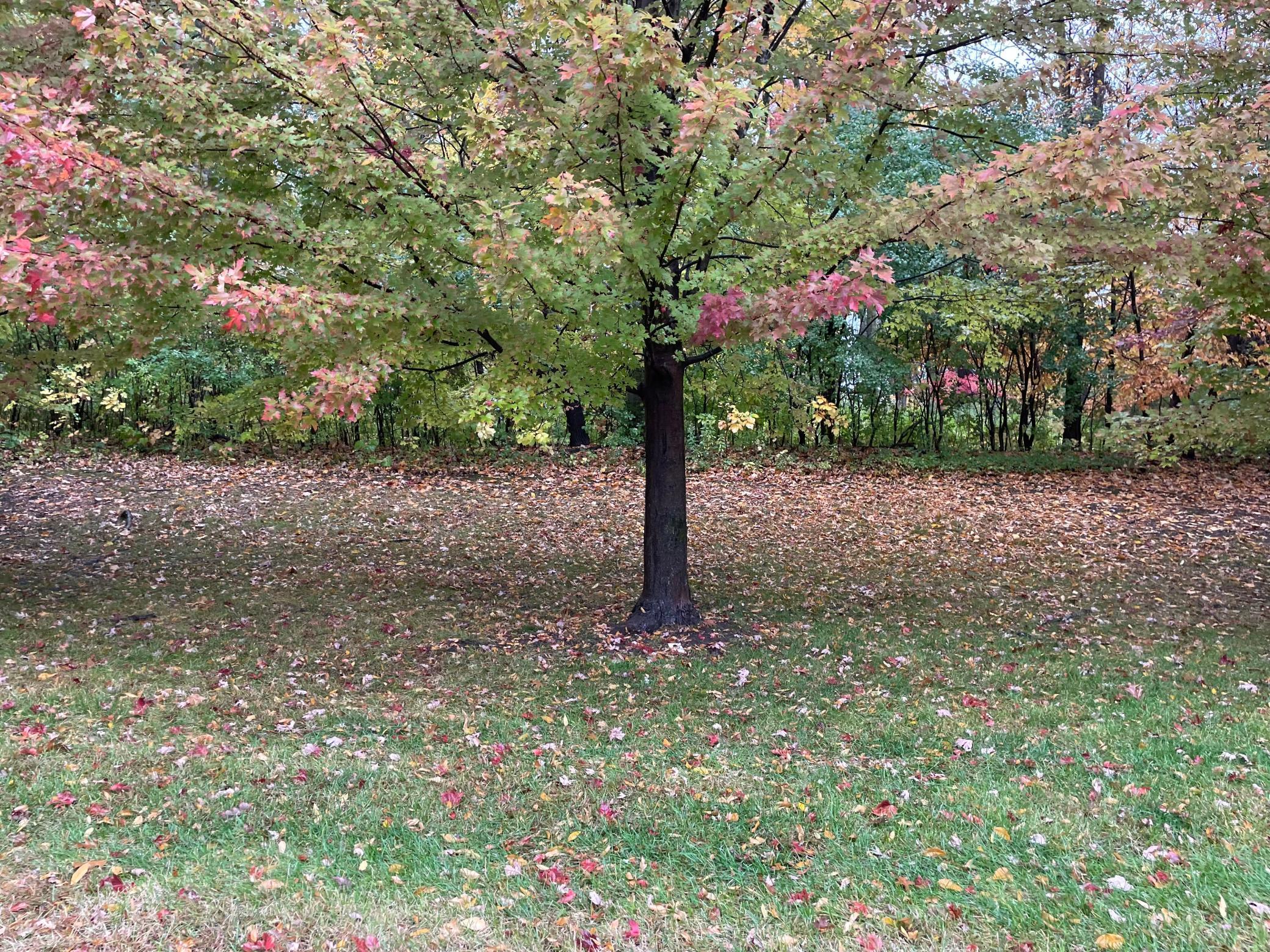 View of Land at 5460 Vicksburg Lane, Plymouth MN 55446, Plymouth (19 of 34) - Mike Wilen | Minnesota Team Real Estate