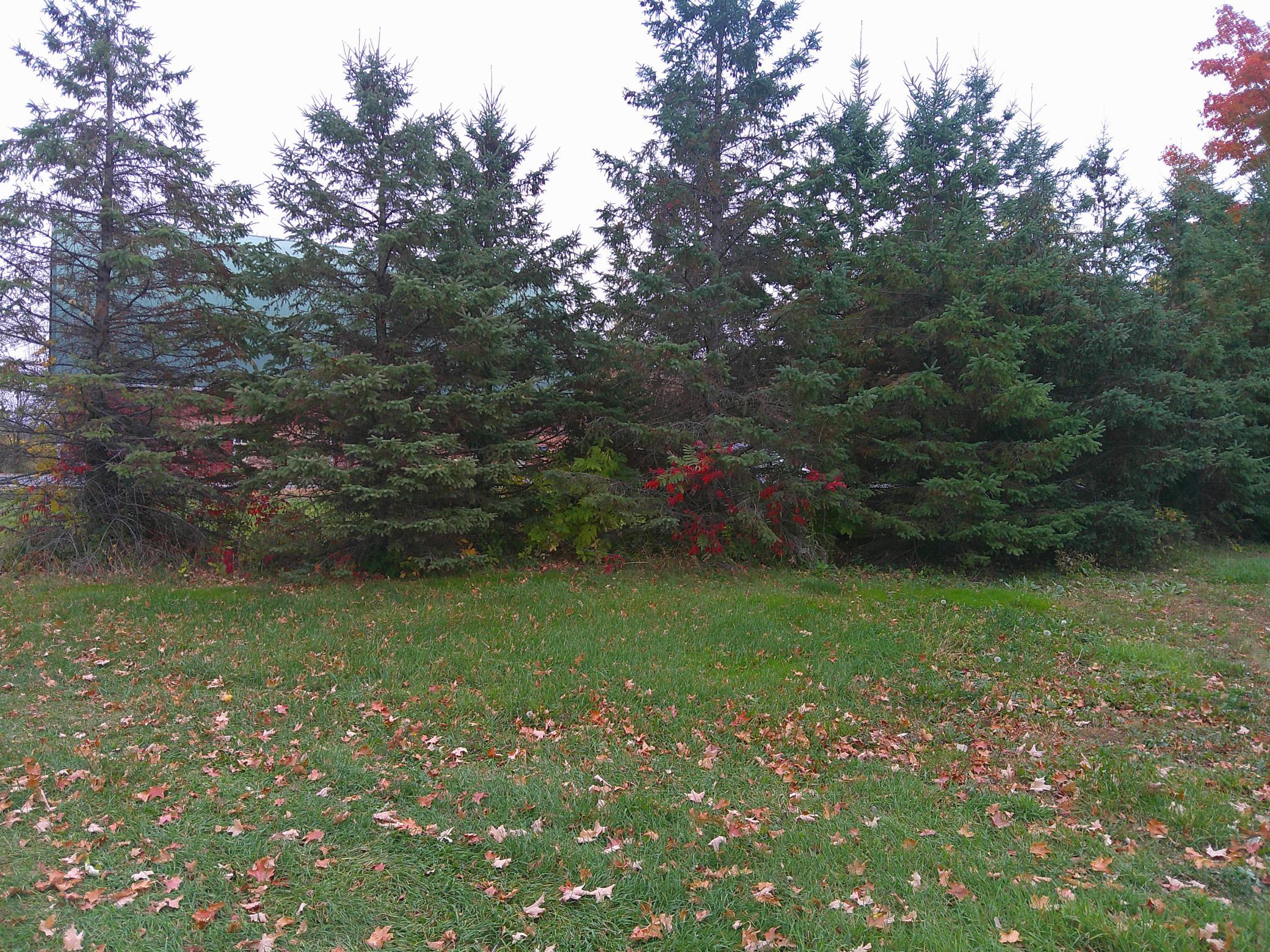 View of Land at 51170 Rush Lake Trail, Rush City MN 55069, Rush City (6 of 10) - Mike Wilen | Minnesota Team Real Estate