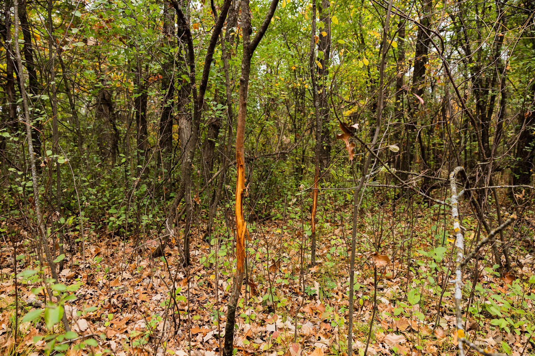 View of Land at TBD 47th St SE, Saint Cloud MN 56304, Saint Cloud (83 of 106) - Mike Wilen | Minnesota Team Real Estate
