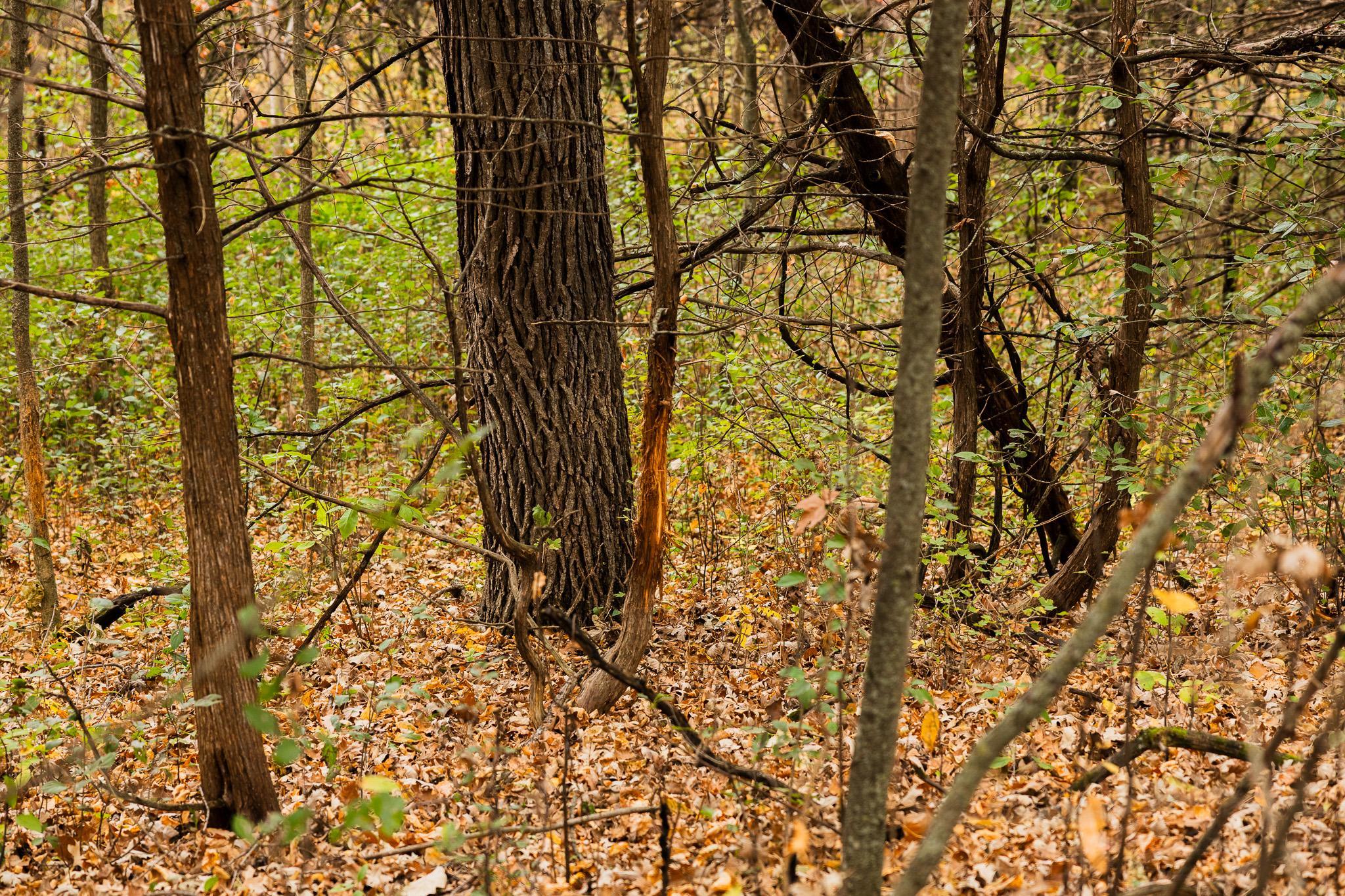 View of Land at TBD 47th St SE, Saint Cloud MN 56304, Saint Cloud (34 of 106) - Mike Wilen | Minnesota Team Real Estate