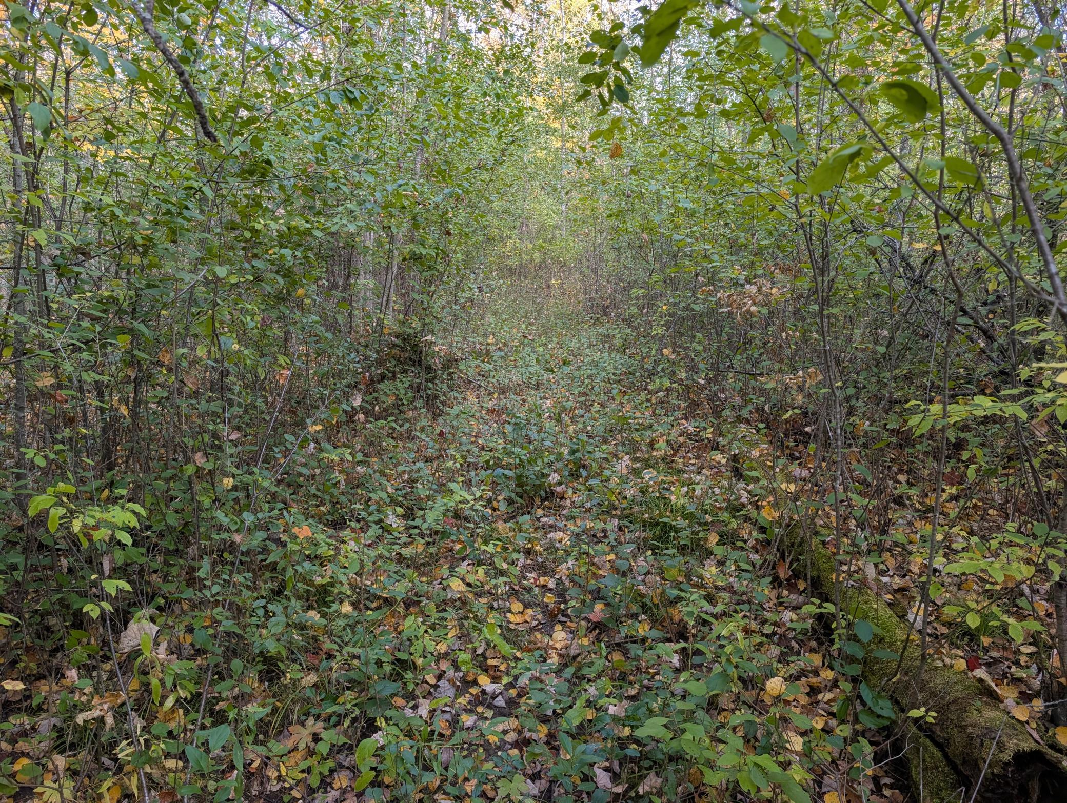 View of Land at TBD 90th Avenue, Milaca MN 56353, Milaca (7 of 19) - Mike Wilen | Minnesota Team Real Estate
