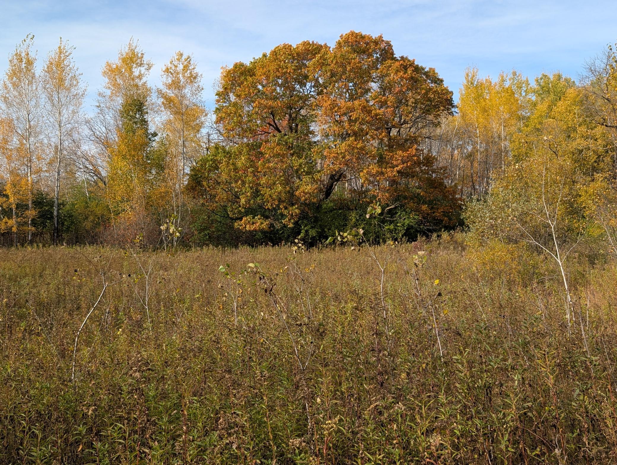 View of Land at TBD 90th Avenue, Milaca MN 56353, Milaca (3 of 19) - Mike Wilen | Minnesota Team Real Estate