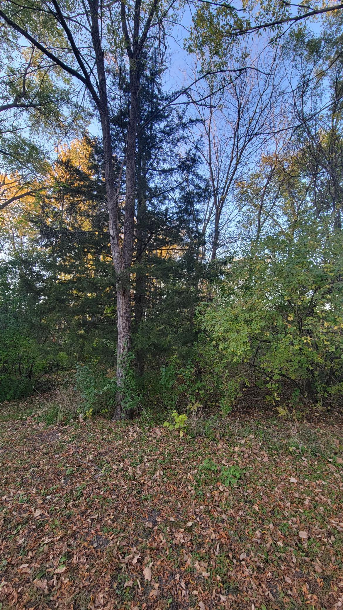 View of Land at TBD 3rd Street, Cokato MN 55321, Cokato (5 of 6) - Mike Wilen | Minnesota Team Real Estate